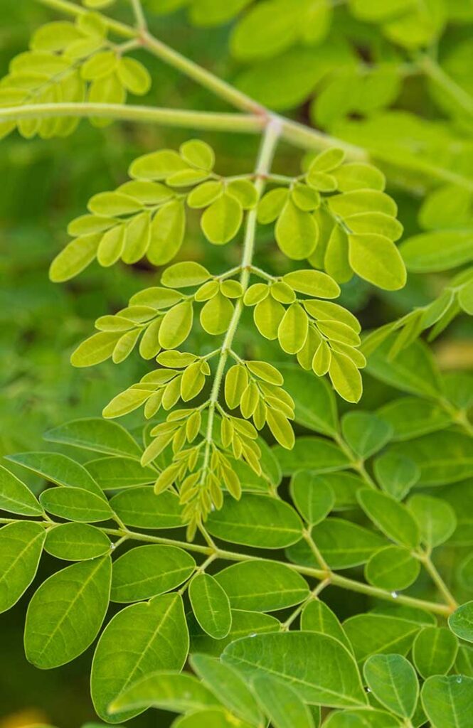 Comment soigner l'infertilité avec le Moringa