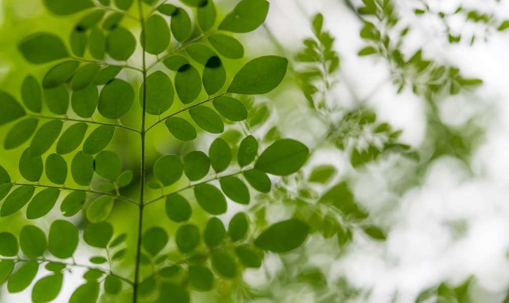 Comment Combattre l'Hépatite B et C Naturellement