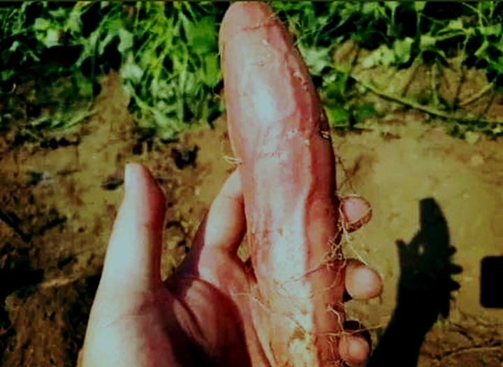 RECETTE 136 : Micropénis ou Petit Pénis remède naturel pour grossir pénis