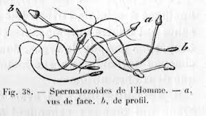 Remède 037: Traitement Naturel de la Nécrozoospermie et Asthénospermie