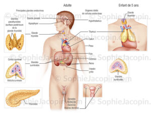 Anatomie-systeme-endocrinien Remède 045 : Cancer de la Glande Thyroïde La glande Thyroïde Soin Naturel