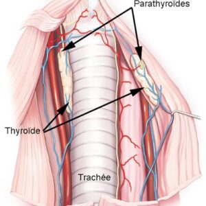 hypothyroidie Anatomie-systeme-endocrinien Remède 045 : Cancer de la Glande Thyroïde La glande Thyroïde Soin Naturel