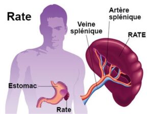 Maladie de la Rate Voici le Remède pour Soigner la Rate