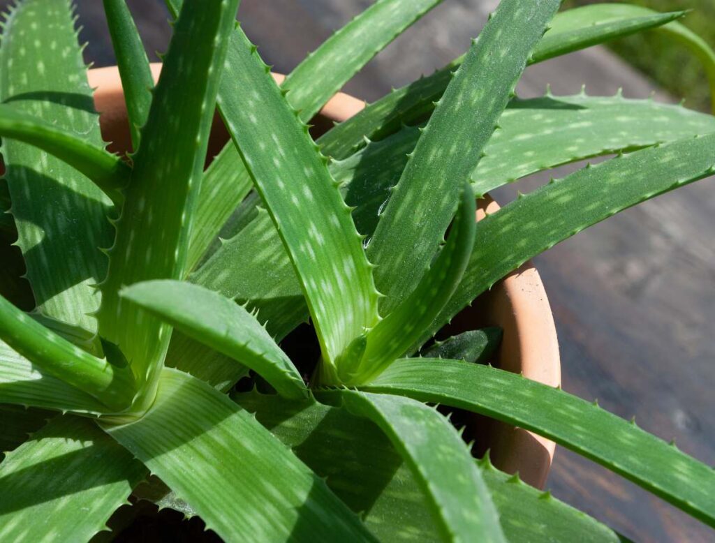 RECETTE 130 : L'aloe vera est une plante aux multiples vertus pour la santé et la beauté