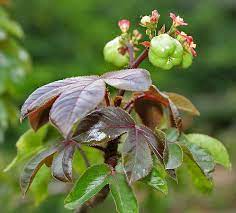 la jatropha rouge e ces vertus médecinales