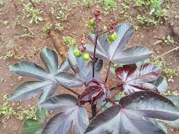 La jatropha rouge multiguérison Jatropha multifid