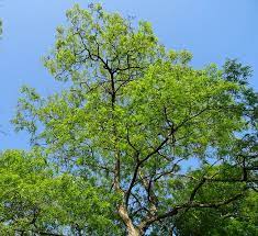 La feueille d'acacia et de ses vertus naturelles