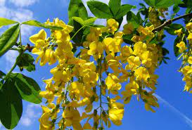 La feueille d'acacia et de ses vertus naturelles