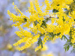 La feueille d'acacia et de ses vertus naturelles