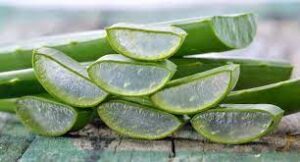 L'aloe vera est une plante aux multiples vertus pour la santé et la beauté.