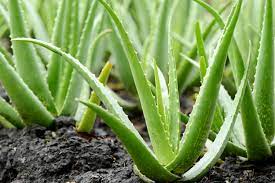 L'aloe vera est une plante aux multiples vertus pour la santé et la beauté.