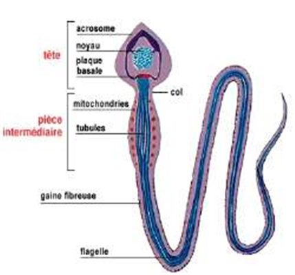 Comment traiter naturellement l'oligospermie ? Sperme Insuffisant, Oligospermie, Azoospermie