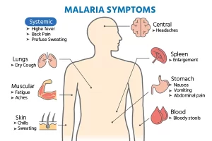 Traitement Naturel du Paludisme Remède bio du Palu