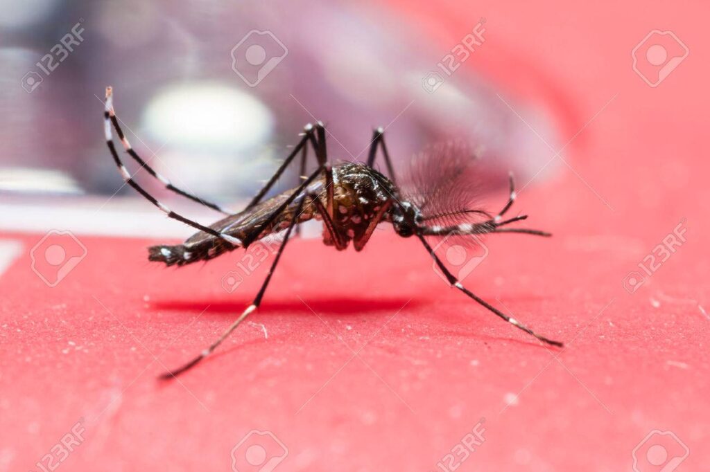 Comment soigner la la fièvre jaune rapidement?, Traitement naturel fièvre jaune