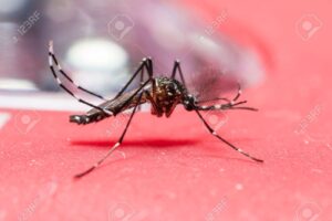 Traitement Naturel de la Fièvre Jaune : Guérison Assurée en 8 Semaines