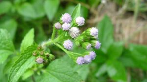 Le Roi des Herbes Plante aux Vertus Exceptionnelles