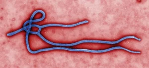 Traitement Naturel contre Ebola : Une Solution Disponible chez Afrique Pharma Santé