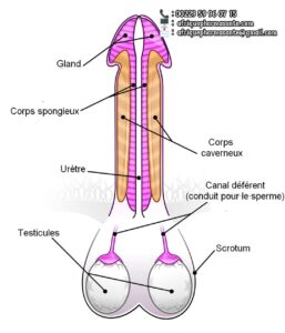 Thérapie Prise en charge Priapisme Traitement Naturel