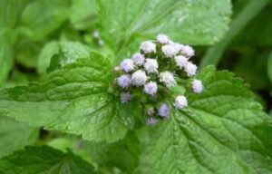 Roi des Herbes Vertus et Bienfaits, Noms en langues Locales et Scientifiques Roi des Herbes Vertus et Bienfaits