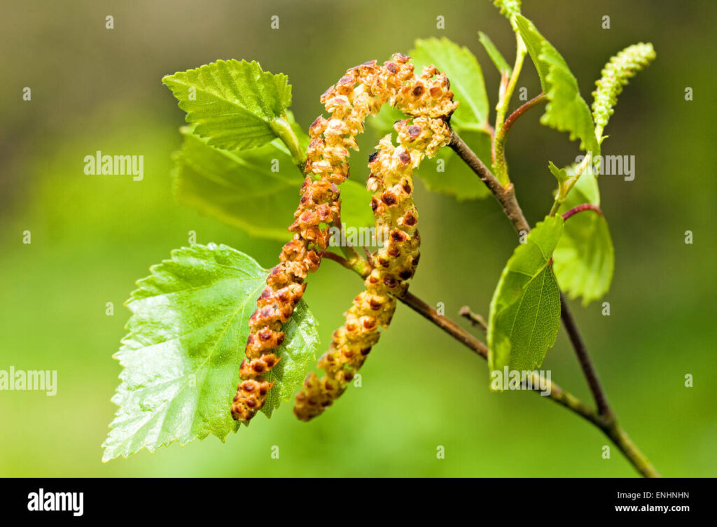 Les vertus et bienfaits du Bouleau - Betula alba, Comment soigner l'anémie avec Bouleau (Betula alba) naturellement