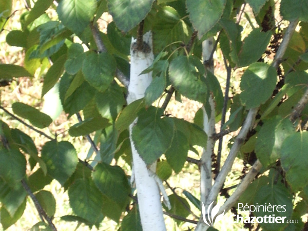 Quelles sont les vertus du bouleau ? Betula alba pour guérir vos différents maux et vivre longtemps sans produire chimiques