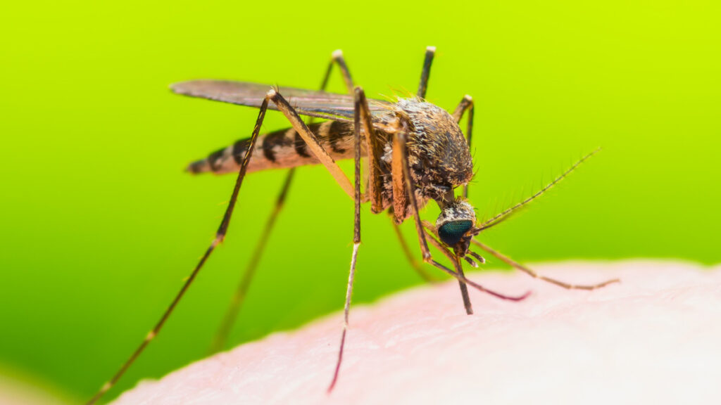 Traitement Naturel pour Guérir la fièvre jaune Définitivement en 8 Semaines