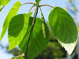 Les vertus et bienfaits du Bouleau - Betula alba, Comment soigner l'anémie avec Bouleau (Betula alba) naturellement