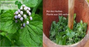 Les utilisations culinaires du roi des herbes la plantes aux mille vertus