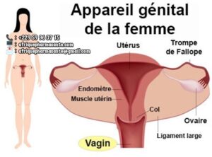 Traitement Naturel de la Mycose Vaginale : Guérison Définitive en 8 Semaines avec Afrique Pharma Santé