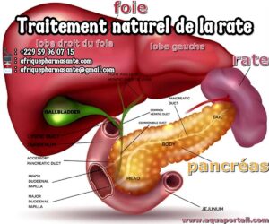 Remède Naturel à Base de Plantes pour Soigner la Rate