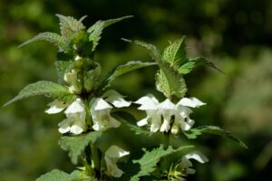 VOICI UNE PLANTE MIRACULEUSE AU VERTUS INCROYABLES QUE BEAUCOUP IGNORE