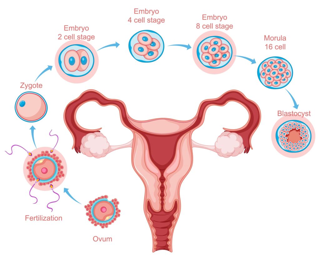 Quelle est la définition de conception ?,À partir de ses premières règles et jusqu'à l'apparition de la ménopause