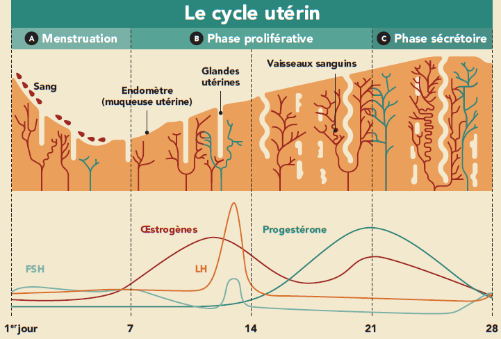 Comment savoir si l'ovulation a réussi ?, Les signes distinctifs de cette période sont les pertes vaginales, une libido renforcée