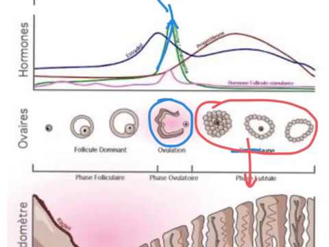 Tomber enceinte : cycle et ovulation