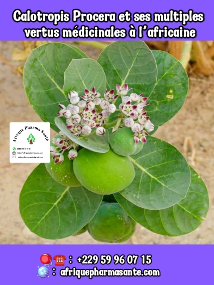 Les Bienfaits Insoupçonnés de la Plante Calotropis Procera dans la Médecine Traditionnelle Africaine et Moderne