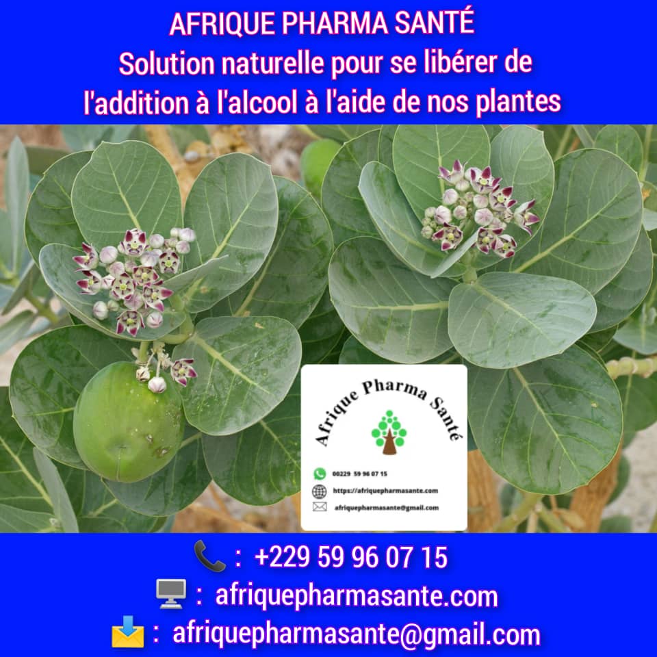 Solution naturelle pour se libérer de l’addiction à l’alcool avec la médecine africaine et moderne avec Calotropis procera