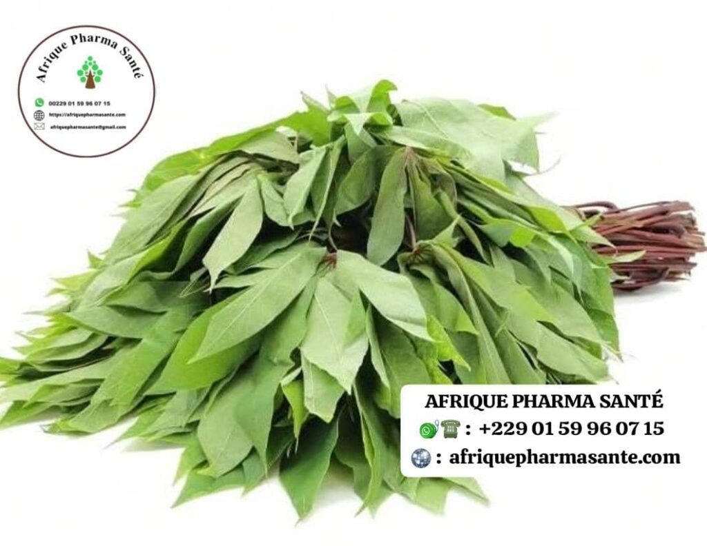 Remède Naturel Contre l’Anémie Traitement bio naturel : Le Secret Puissant des Feuilles de Manioc