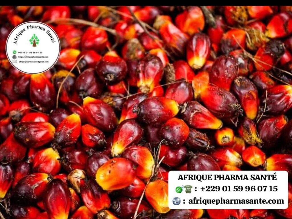 Noix de Palme pour Soigner Fibromes et Myomes Naturellement