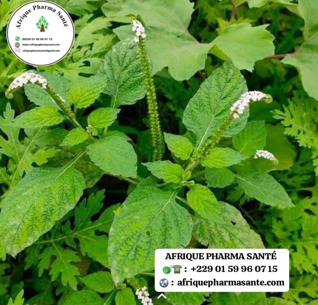 raitement Naturel Contre le Sang dans les Selles