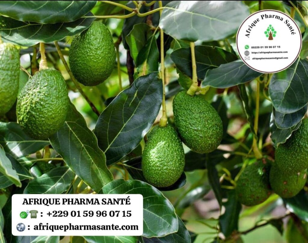 Astuce Naturelle Contre l’Hypertension Traitement Naturel : Le Pouvoir des Feuilles d’Avocatier