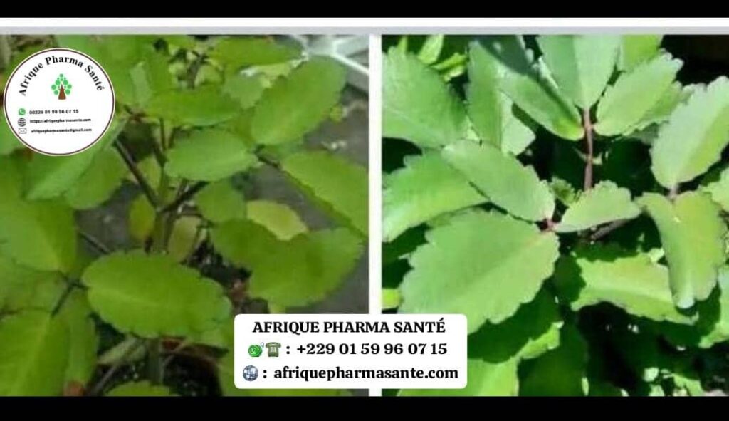 Kalanchoe Pinnata Remède Naturel Idéal pour Soigner les Enfants