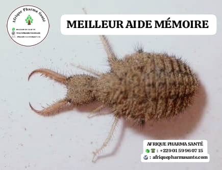 Découvrez une Aide-Mémoire Naturelle Puissante : Le Secret du Tendon d'Éléphant