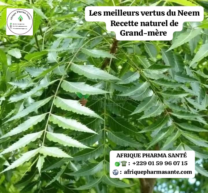 Les vertus du Neem sur la santé: Une Plante Miraculeuse d’Afrique aux Mille Vertus