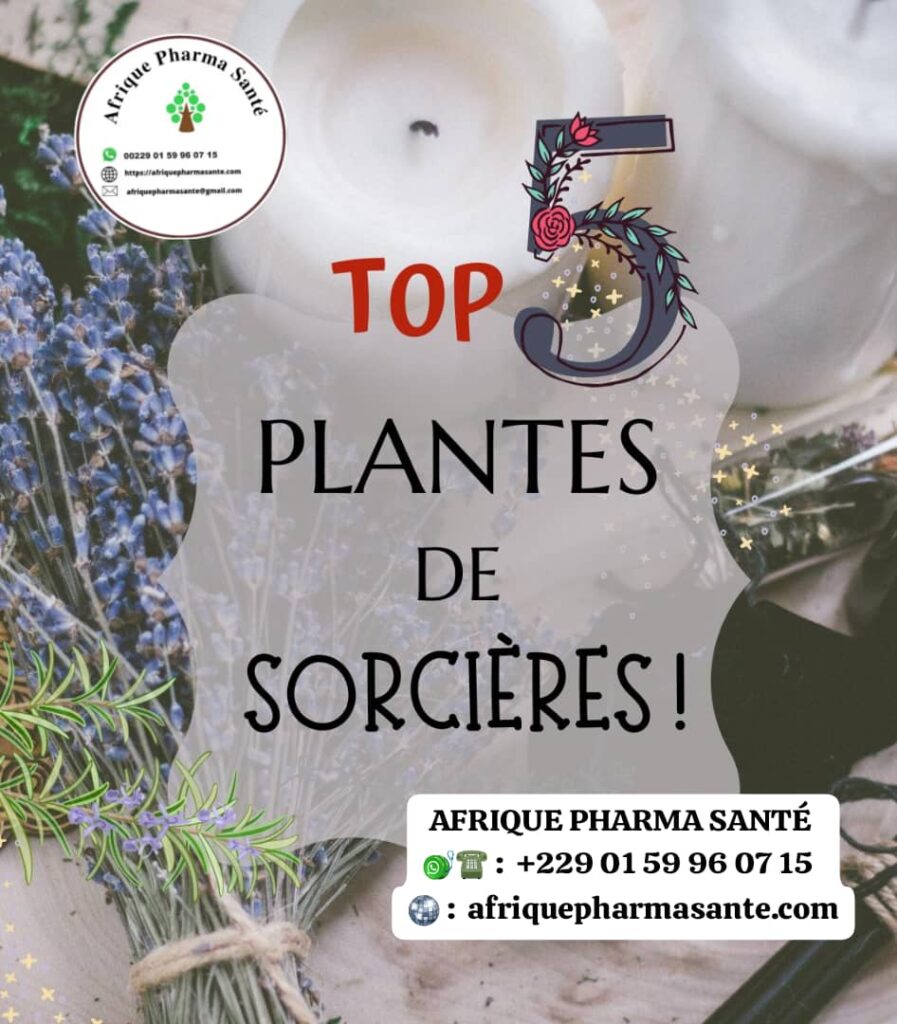 Les Meilleures Plantes Magiques et Vertus Spirituelles : Romarin, Laurier, Rose, Basilic & Lavande